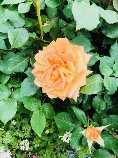 ４月スケジュール❤︎🗓️