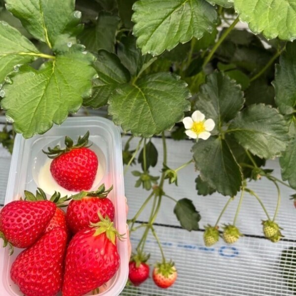 🕊️ワクワクな挑戦✨🕊️