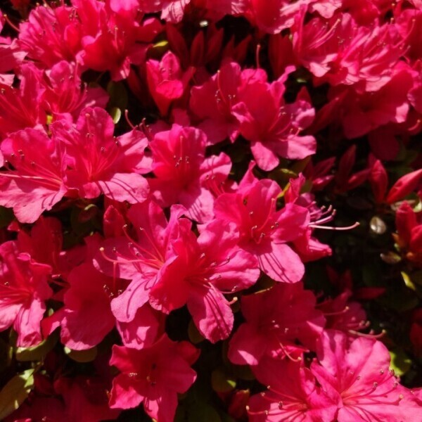 おはようございます☀︎