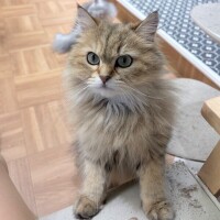 すず