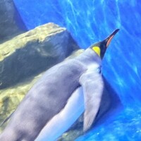 つぐみ