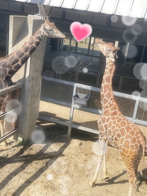 しゅっぱーつ🩷ちゅ💋𓃱