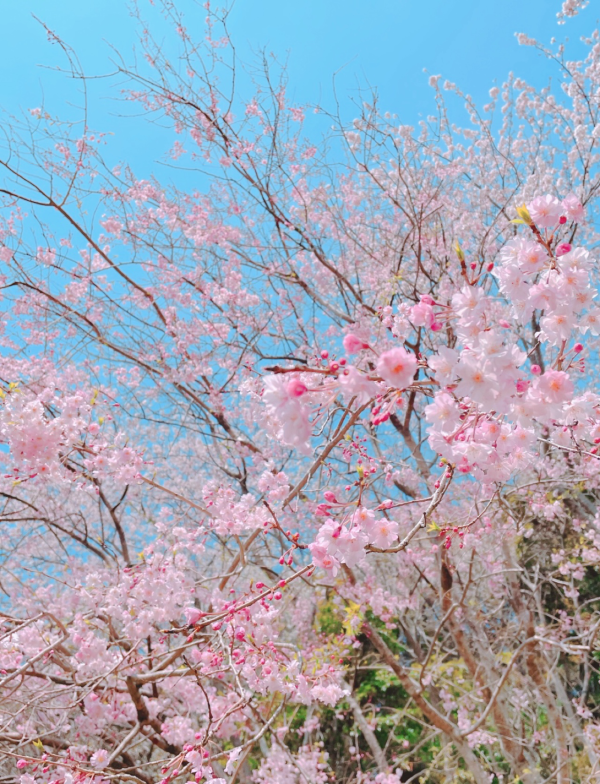 ピンクの季節🩷🌸