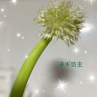 ゆめ