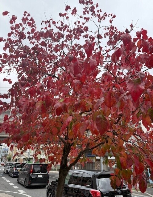 今日いまーす💋