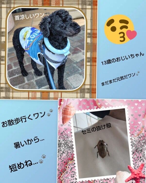 白川です🌹