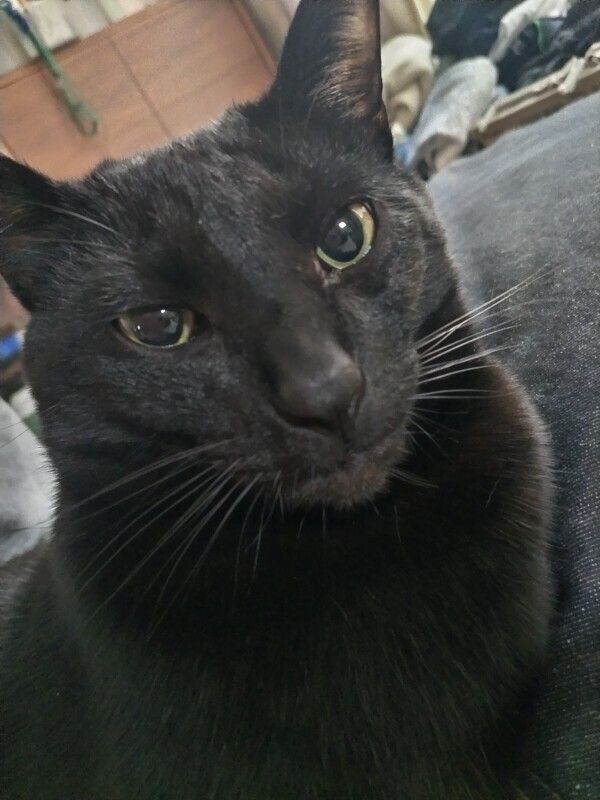 仕事をする女は猫😺にモテる？