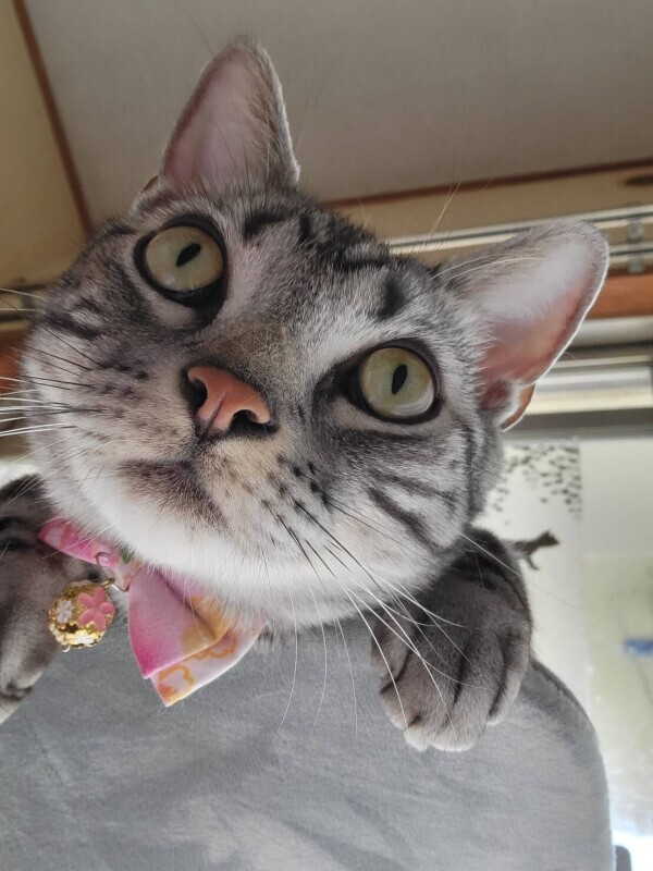 そろそろなのか、な