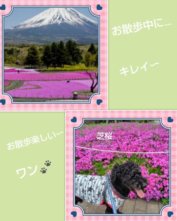 今日のお礼です🌹