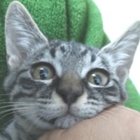 古田