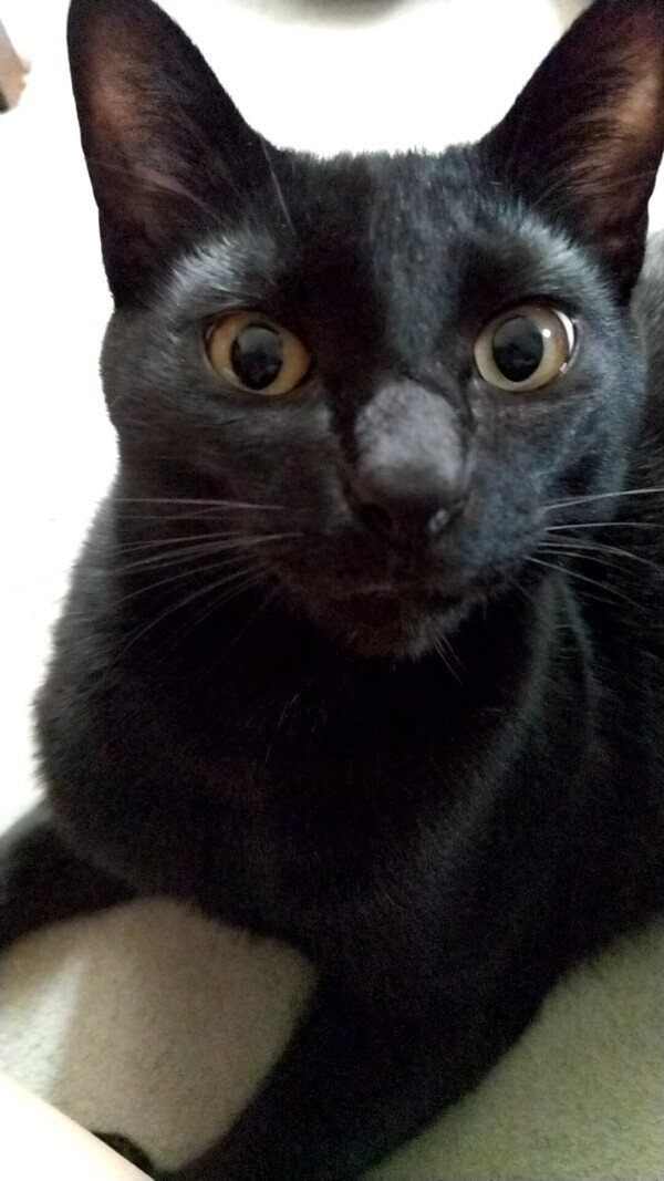 エッチな猫❤️