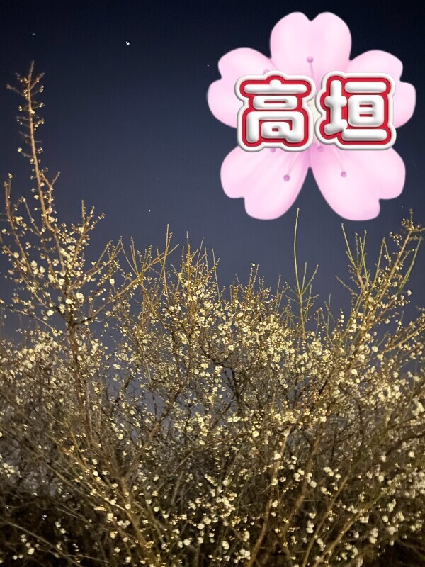 夜桜🌼今週と来週は🌼