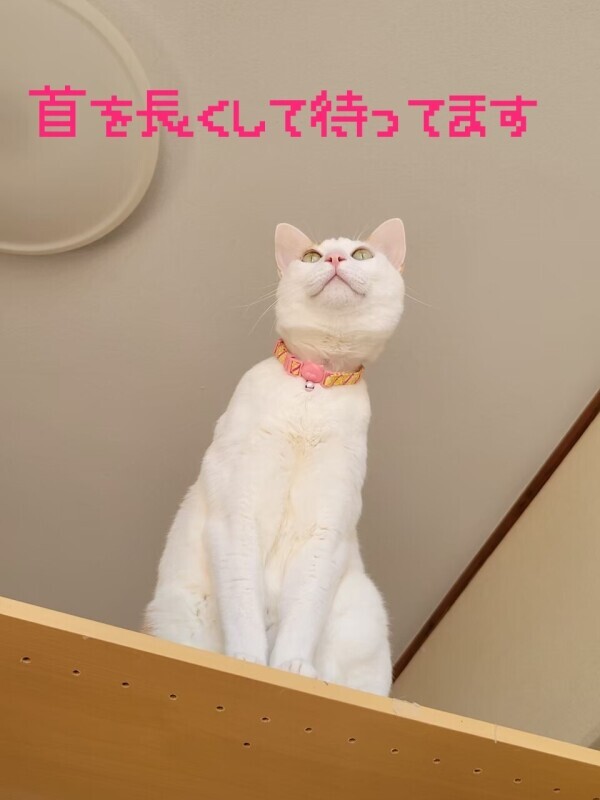 おりますよよよ🖐