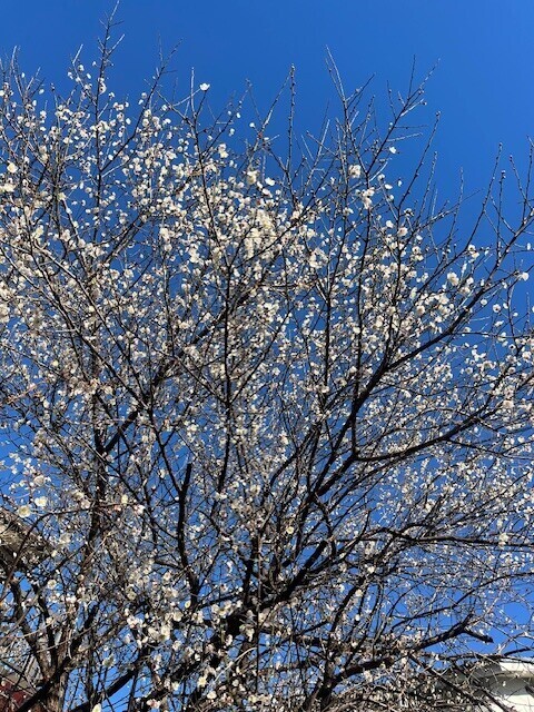 おやすみのお詫び