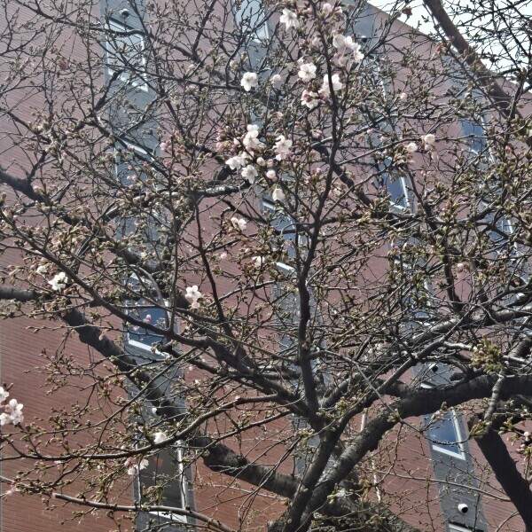 咲いてますね🌸