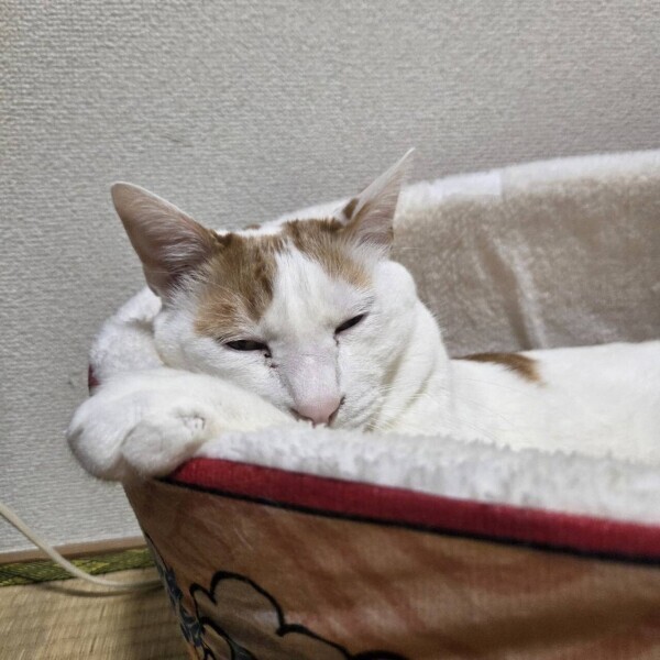 ごめんなさいm(._.)m