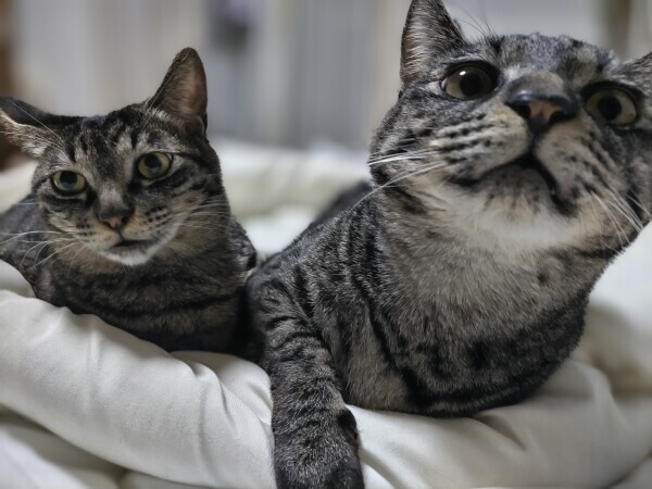 どうしても〇〇が食べたい！