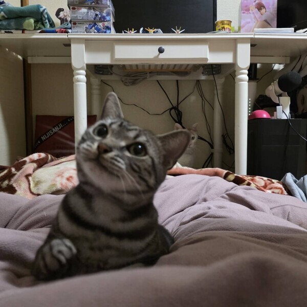 ありがとうこざいました