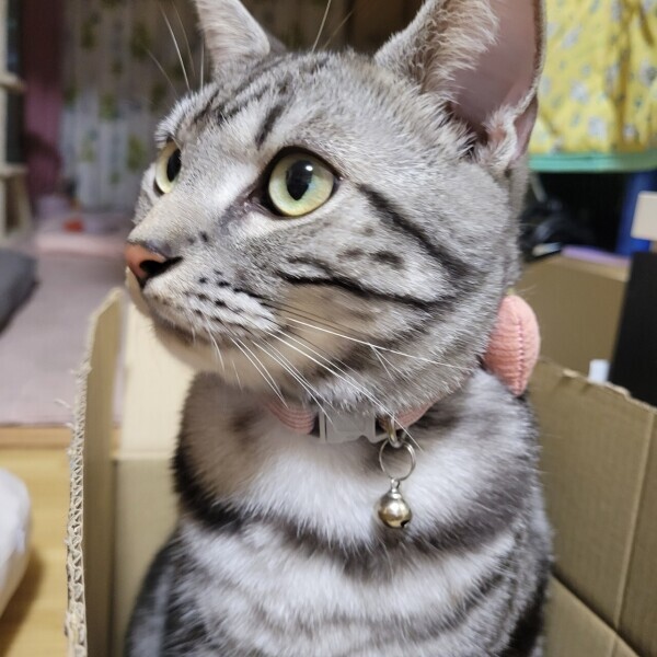 いいんだけどね( ･᷄-･᷅ )