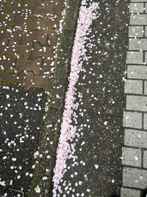 サクラ舞い散る🌸