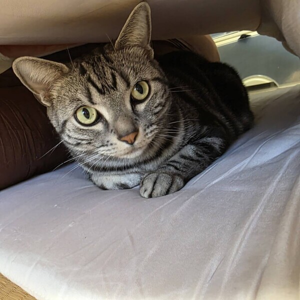 今日の胡麻男さん。