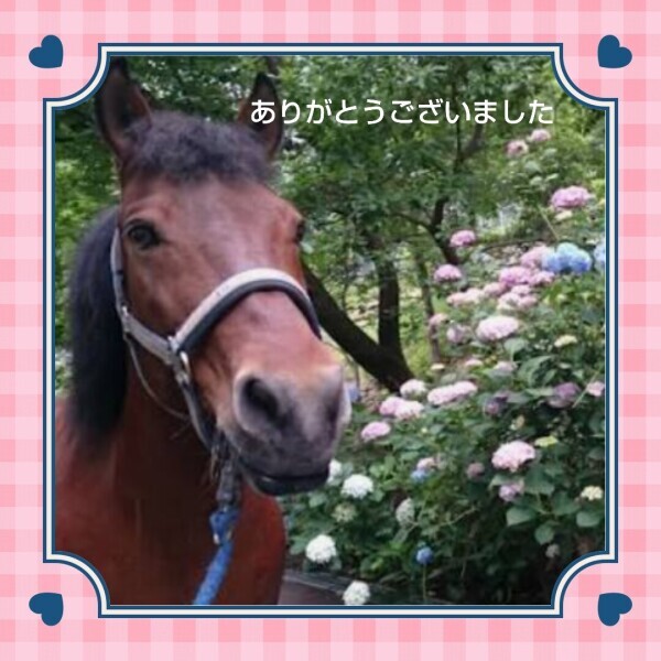 今日のお礼です🌹