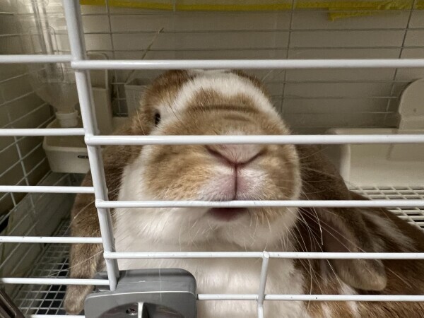 予定だよお