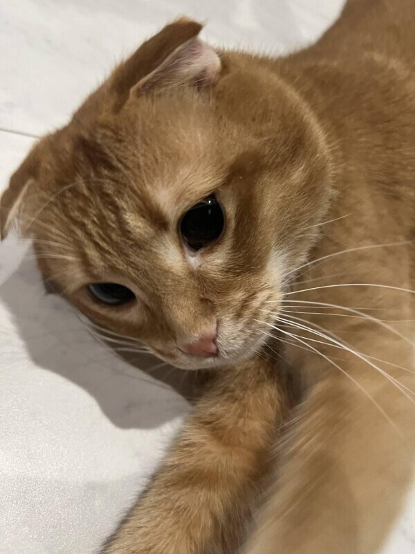 予定だよお