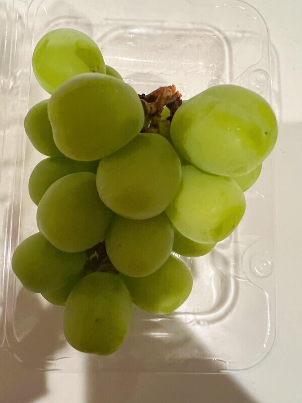 予定だよお