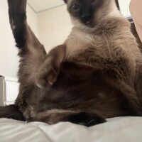 うさぎ
