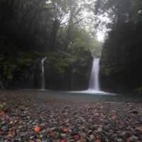 南條(なんじょう)