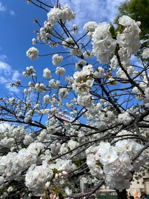お花見！