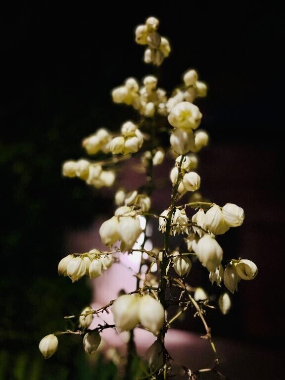 ユッカの花を見つけました