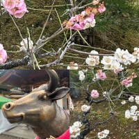 南條(なんじょう)