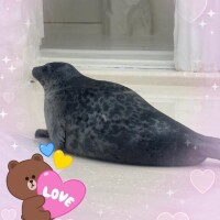 丸山(まるやま)