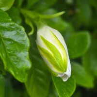 出勤致します