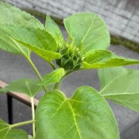 氷室はづき