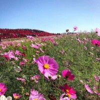 こんにちは。