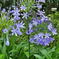 香野しおね