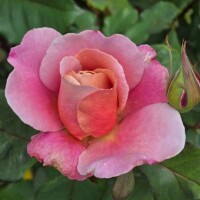 今日は出勤できず…