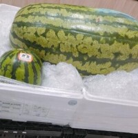 おはようございます?