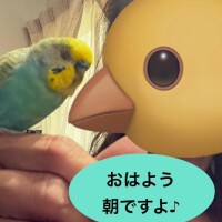 今日も