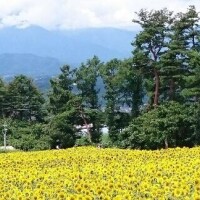 出勤致します