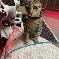 Mさま