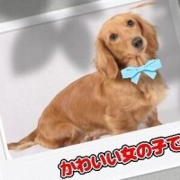 ☆☆お散歩日記☆☆