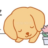 雨のためお散歩中止?彡