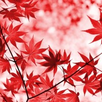 おはようございます?
