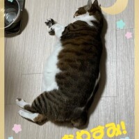 ??おやすみ??
