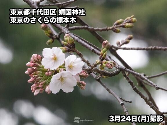 桜