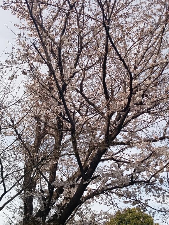 お花見したいな(*???*)